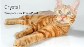  Presentation with kitten - Colorful presentation theme enhanced with kitten-breed-kurilian-bobtail backdrop and a white colored foreground