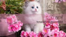  Presentation with pink flowers - Amazing slides having kitten-breed-ragdoll-and-pink backdrop and a coral colored foreground