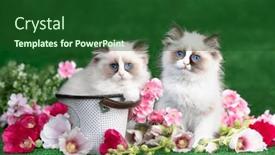  Presentation with pink flowers - PPT theme featuring kitten-breed-ragdoll-and-pink background and a forest green colored foreground