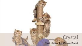  Presentation with british - Slide deck having kitten-british-longhair-and-shorthair background and a coral colored foreground
