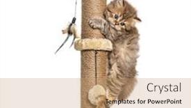  Presentation with british - Amazing PPT theme having kitten-british-longhair-cat-playiong backdrop and a coral colored foreground