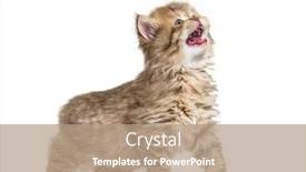  Presentation with british - Audience pleasing slide set consisting of kitten-british-longhair-meowing backdrop and a coral colored foreground