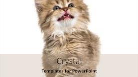  Presentation with british - Amazing PPT layouts having kitten-british-longhair-meowing backdrop and a coral colored foreground