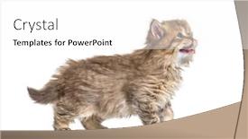  Presentation with british - Amazing presentation having kitten-british-longhair-meowing backdrop and a white colored foreground