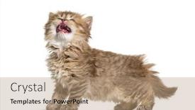  Presentation with british - Beautiful slides featuring kitten-british-longhair-meowing backdrop and a coral colored foreground