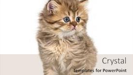  Presentation with british - PPT theme featuring kitten-british-longhair-sitting-isolated background and a coral colored foreground