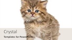  Presentation with british - Presentation having kitten-british-longhair-standing-isolated background and a coral colored foreground