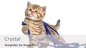  Presentation with british - PPT theme featuring kitten-british-shorthair-cat-playing background and a light gray colored foreground