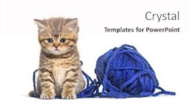  Presentation with wool - Presentation theme with kitten-british-shorthair-cat-playing background and a white colored foreground