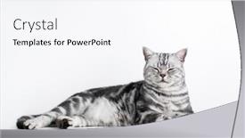  Presentation with british - Slide set consisting of kitten-british-shorthair-silver-tabby background and a sky blue colored foreground
