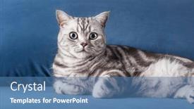  Presentation with british - PPT theme consisting of kitten-british-shorthair-silver-tabby background and a teal colored foreground