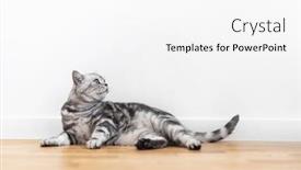  Presentation with british - Presentation design with kitten-british-shorthair-silver-tabby background and a white colored foreground
