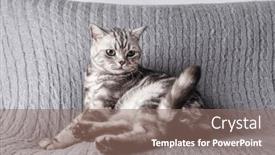  Presentation with play - Slides consisting of kitten-british-shorthair-silver-tabby background and a coral colored foreground