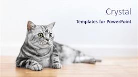  Presentation with british - Presentation theme with kitten-british-shorthair-silver-tabby background and a sky blue colored foreground
