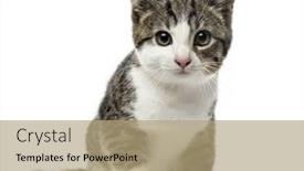  Presentation with kitten - PPT theme enhanced with kitten domestic cat sitting 3 months old isolated on white background and a coral colored foreground