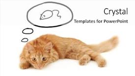  Presentation with kitten - Cool new presentation with kitten dreaming of mouse isolated backdrop and a white colored foreground
