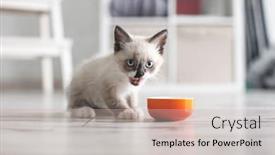  Presentation with kitten - Colorful presentation enhanced with kitten-eating-food-from-bowl backdrop and a soft green colored foreground