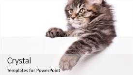  Presentation with maine - Audience pleasing presentation theme consisting of kitten holding sign or banner backdrop and a  colored foreground