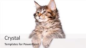  Presentation with maine - Slides featuring kitten holding sign or banner background and a lemonade colored foreground