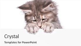  Presentation with maine - Cool new presentation theme with kitten holding sign or banner backdrop and a white colored foreground