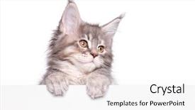  Presentation with maine - PPT theme enhanced with kitten holding sign or banner background and a white colored foreground