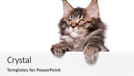  Presentation with maine - Presentation enhanced with kitten holding sign or banner background and a white colored foreground