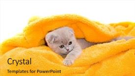  Presentation with kitten - Cool new presentation theme with kitten in a yellow towel backdrop and a  colored foreground