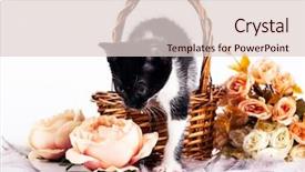  Presentation with kitten - Presentation design enhanced with kitten in basket with flowers background and a  colored foreground