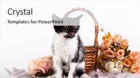  Presentation with hello kitty cute little kitten - Audience pleasing presentation theme consisting of kitten in basket with flowers backdrop and a  colored foreground