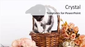  Presentation with hello kitty cute little kitten - Presentation featuring kitten in basket with flowers background and a  colored foreground