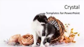  Presentation with hello kitty cute little kitten - Cool new presentation design with kitten in basket with flowers backdrop and a  colored foreground