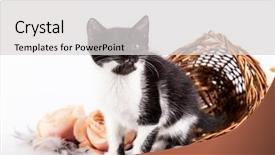  Presentation with hello kitty cute little kitten - Amazing presentation having kitten in basket with flowers backdrop and a  colored foreground