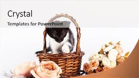  Presentation with kitten - Beautiful presentation design featuring kitten in basket with flowers backdrop and a white colored foreground