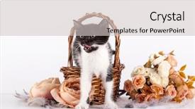  Presentation with kitten - Colorful presentation enhanced with kitten in basket with flowers backdrop and a light gray colored foreground