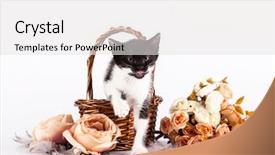  Presentation with kitten - Audience pleasing presentation theme consisting of kitten in basket with flowers backdrop and a white colored foreground
