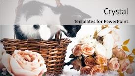  Presentation with kitten - Presentation featuring kitten in basket with flowers background and a light gray colored foreground