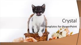  Presentation with kitten - Colorful presentation theme enhanced with kitten in basket with flowers backdrop and a light gray colored foreground