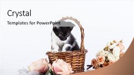  Presentation with kitten - Presentation theme having kitten in basket with flowers background and a cool aqua colored foreground