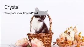  Presentation with hello kitty cute little kitten - Audience pleasing presentation consisting of kitten in basket with flowers backdrop and a sky blue colored foreground