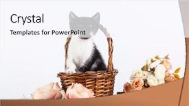  Presentation with kitten - Presentation theme featuring kitten in basket with flowers background and a sky blue colored foreground