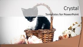  Presentation with hello kitty cute little kitten - Beautiful presentation featuring kitten in basket with flowers backdrop and a  colored foreground