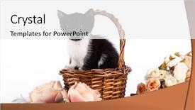  Presentation with kitten - Presentation theme with kitten in basket with flowers background and a  colored foreground