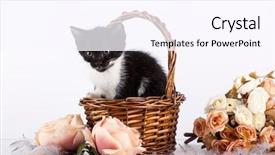  Presentation with hello kitty cute little kitten - Colorful PPT theme enhanced with kitten in basket with flowers backdrop and a  colored foreground