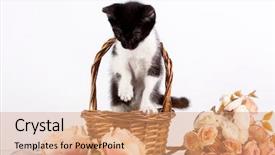  Presentation with kitten - Audience pleasing presentation design consisting of kitten in basket with flowers backdrop and a  colored foreground