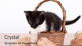  Presentation with hello kitty cute little kitten - Cool new slide set with kitten in basket with flowers backdrop and a  colored foreground