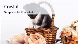  Presentation with hello kitty cute little kitten - Presentation design enhanced with kitten in basket with flowers background and a  colored foreground