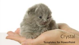  Presentation with kitten - Beautiful theme featuring kitten-in-hand-isolated backdrop and a coral colored foreground