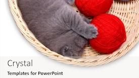  Presentation with yarn - Cool new presentation theme with kitten in straw basket with ball of yarn on a white background backdrop and a lemonade colored foreground