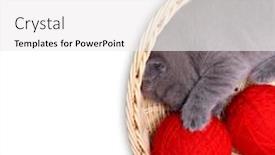  Presentation with yarn - Slide deck with kitten in straw basket with ball of yarn on a white background background and a white colored foreground