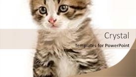  Presentation with kitten - Amazing PPT theme having kitten-isolated-on-white-background backdrop and a coral colored foreground